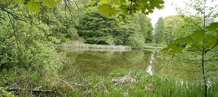 Teich in Hoisdorf Naturschutzgebiet