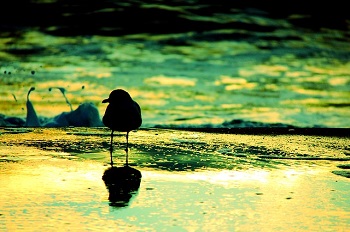 Seagull